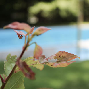 piscina-appartements-berfrieden-siusi_allo_sciliar-alto_adige