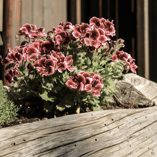 flower_trough-appartements-berfrieden-siusi_allo_sciliar-south_tyrol