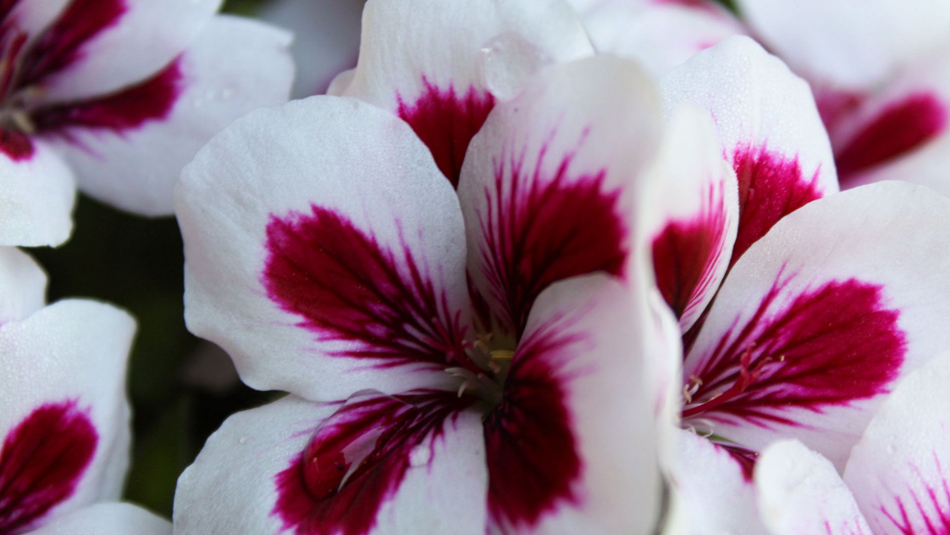 colored Flowers