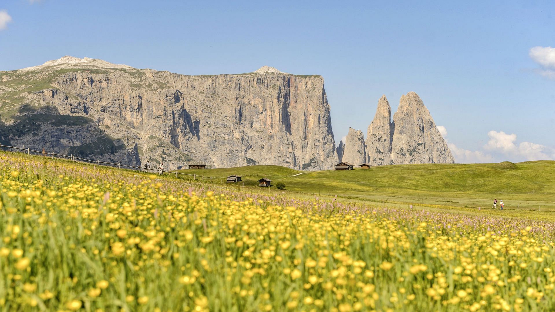 Flowers under the Sciliar